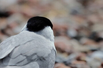 common tern