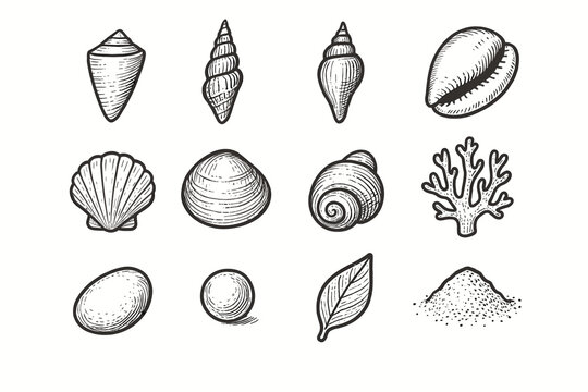 Seashell snail icon coral turret cone sea scallop cowrie vector collection shell