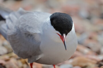 common tern