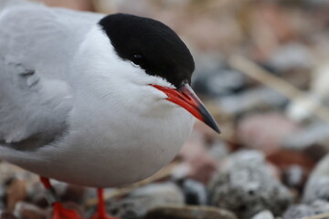 common tern