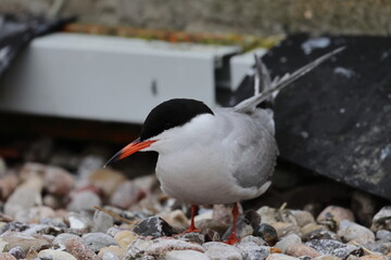 common tern