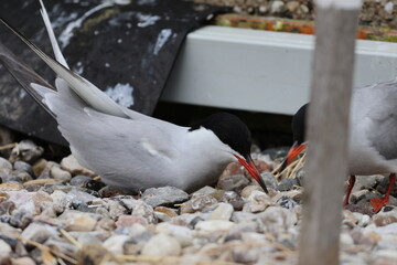 common tern