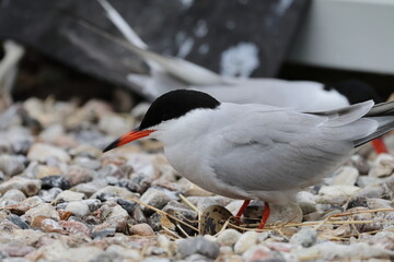 common tern