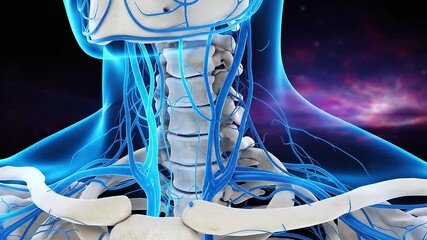 Detailed Illustration of Human Anatomy Veins, Neck, and Shoulders