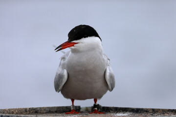 common tern