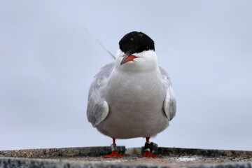 common tern