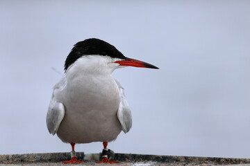 common tern