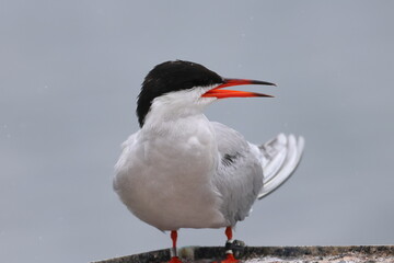common tern