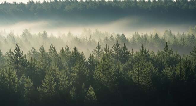 Mystical forest landscape shrouded in mist pine trees on a foggy morning - Powered by Adobe