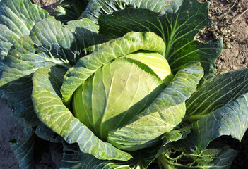 Fototapeta premium Cabbage grows in the garden.