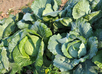 Cabbage grows in the garden.