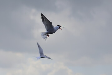 common tern