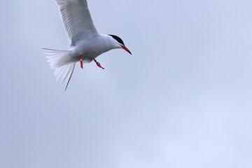 common tern