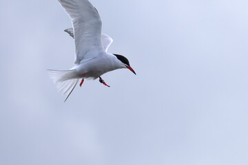 common tern