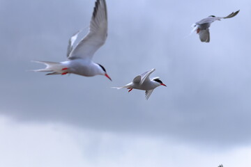 common tern