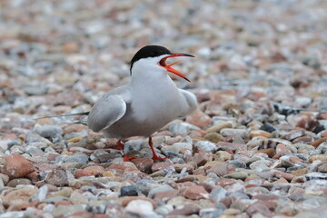 common tern