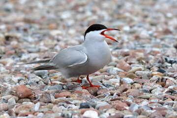 common tern