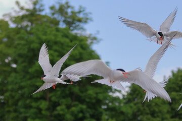 common tern
