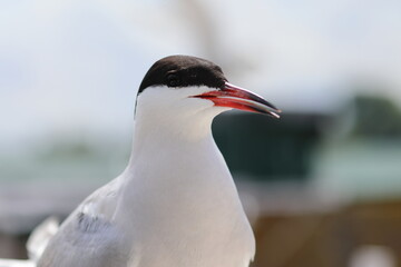 common tern