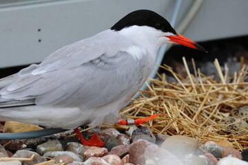 common tern