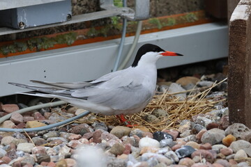 common tern