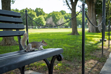 Relaxed Squirrel Resting on a Park Bench in a Sunny Green Park