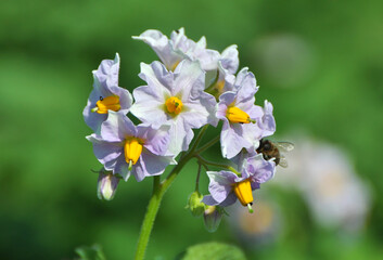 In the field bloom potatoes