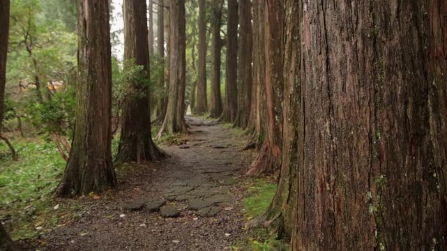 Ancient cedar forest path in Hakone, Japan