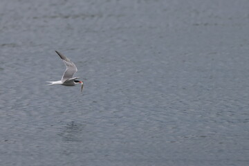 common tern