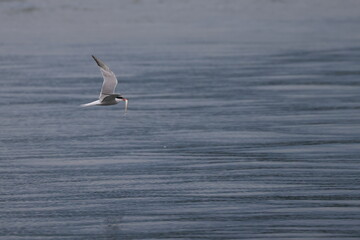 common tern