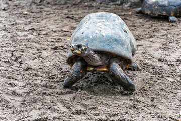 Red-footed tortoise, Chelonoidis carbonaria at Belem, Para, Brazil. Turtle species that inhabit the Amazon