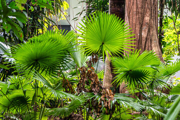 Belem, Brazil - Dec 07, 2024: Museum Emilio Goeldi at Belem, Brazil. Research Institute with Fauna and Flora from Amazon