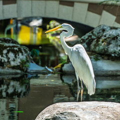 Great egret, Ardea alba at Praca Batista Campos in the city of Belem, in the state of Para, Brazil.