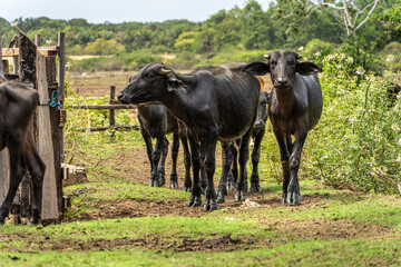 Wild Water Buffalos at Soure on Marajo Island in Brazil