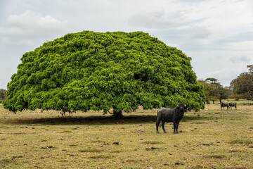 Water Buffalos and big trees at a rural property called Fazenda at Soure in Marajo Island, Brazil.