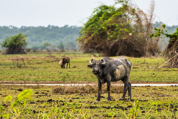 Water Buffalos at a rural property called Fazenda at Soure in Marajo Island, Brazil.