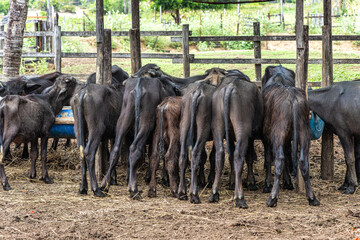 Wild Water Buffalos at Soure on Marajo Island in Brazil