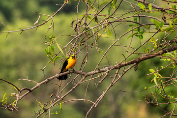 An Oriole blackbird, Gymnomystax mexicanus at a rural property called Fazenda at Soure in Marajo Island, Brazil.