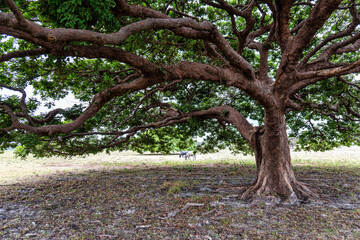 Water Buffalos and big trees at a rural property called Fazenda at Soure in Marajo Island, Brazil.