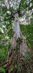 A big tree seen on a river boat tour on the Guama River at Belem do Para, a city on the north area of Brazil.