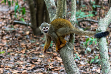 Guianan squirrel monkey, Saimiri sciureus at the sloth path on the Jari Canal at Alter do Chao, Santarem, Para, Brazil