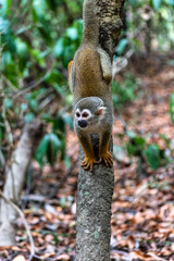 Guianan squirrel monkey, Saimiri sciureus at the sloth path on the Jari Canal at Alter do Chao, Santarem, Para, Brazil