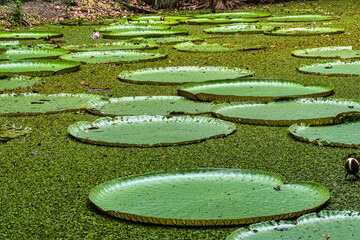 Victoria amazonica flower at Museu da Amazonia, MUSA in Manaus, Brazil. The largest of the water lily family