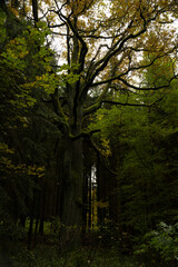 Drzewa, las, natura, góry, krajobraz, fotografia leśna,  © Adrian Jaśpiński