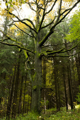 Natura, las, góry, drzewa, krajobraz, jesienią, drzew, bory, zółty, niebo, drewna, park, brzoza, potok, strumyk © Adrian Jaśpiński