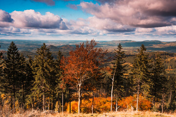 Drzewa, las, natura, góry, krajobraz, fotografia leśna,  © Adrian Jaśpiński