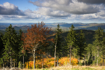 Drzewa, las, natura, góry, krajobraz, fotografia leśna,  © Adrian Jaśpiński