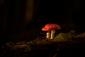 Drzewa, las, natura, góry, krajobraz, fotografia leśna,  © Adrian Jaśpiński