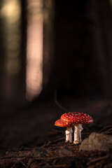 Drzewa, las, natura, góry, krajobraz, fotografia leśna,  © Adrian Jaśpiński