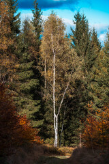 Drzewa, las, natura, góry, krajobraz, fotografia leśna,  © Adrian Jaśpiński